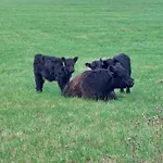 La Casa Bianca Lierneux